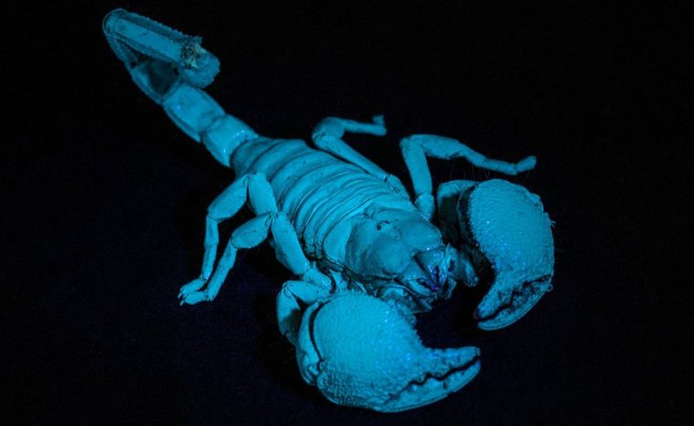 Emperor Scorpion (Pandinus imperator)