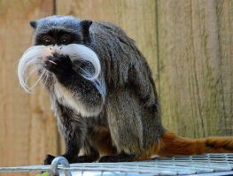 Emperor Tamarin