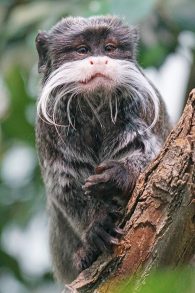 Emperor Tamarin