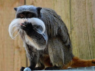 Emperor Tamarin