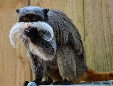 Emperor Tamarin