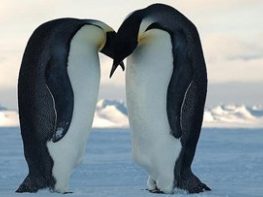 emperor penguin