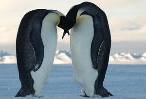 emperor penguin