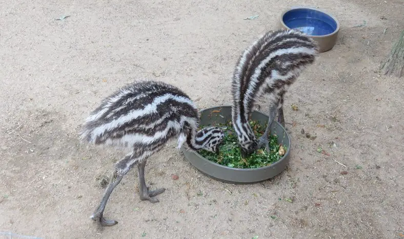 Emu