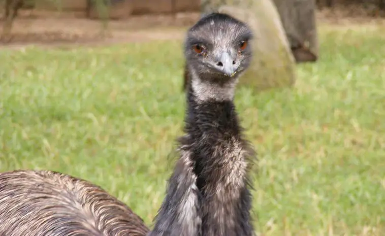 Emu