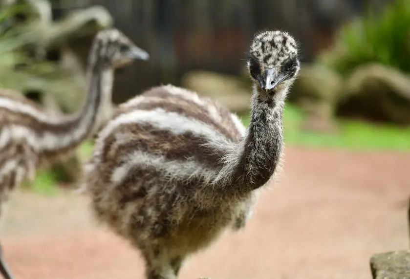 emu chicks Australian Reptile Park