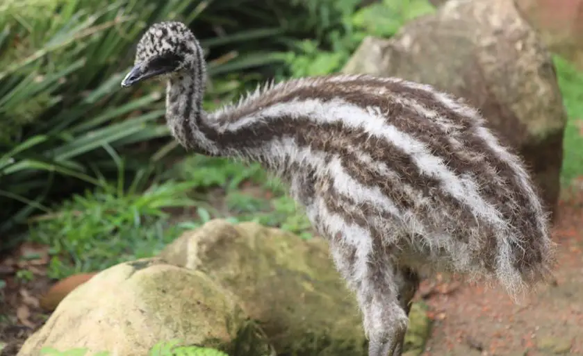 emu chicks Australian Reptile Park