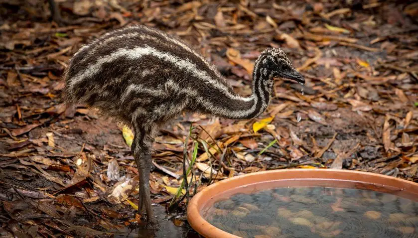 Emu Chicks Australia Zoo