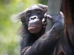 Columbus Zoo and Aquarium Announced Enclosure Upgrades