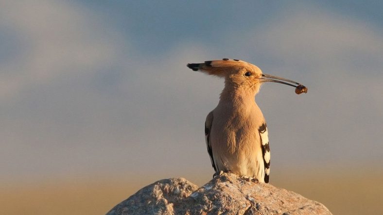 Eurasian hoopoe