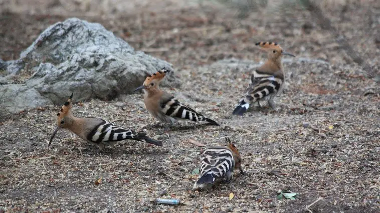Eurasian hoopoe