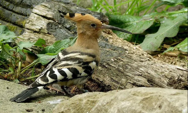 Eurasian hoopoe