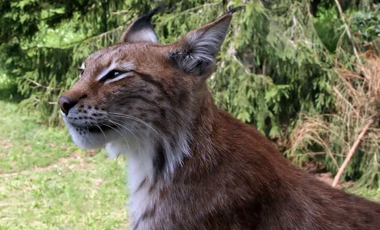 Eurasian (Lynx lynx)