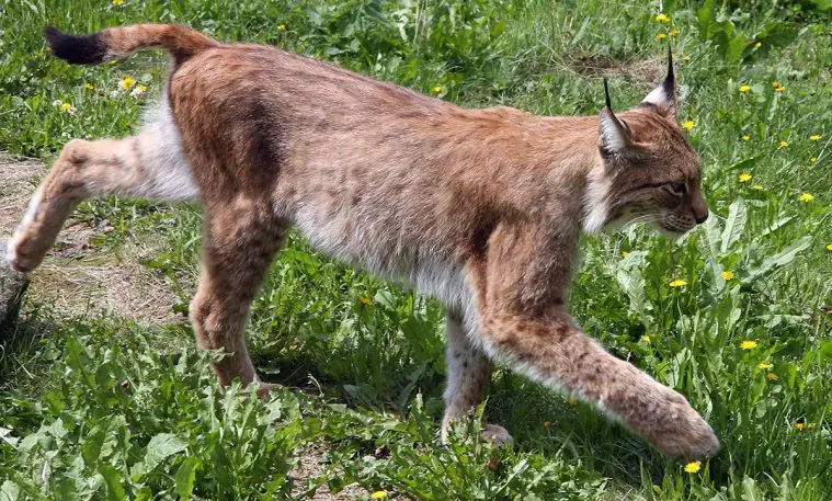Eurasian (Lynx lynx)