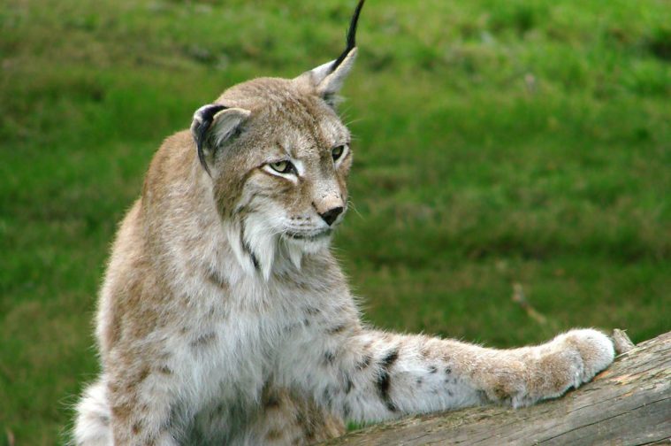 Eurasian (Lynx lynx)