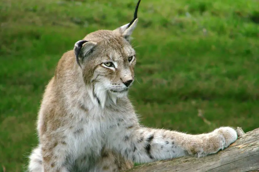Eurasian Lynx The Animal Facts Appearance, Diet, Habitat, Behavior