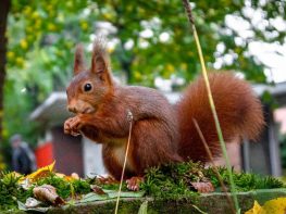 Eurasian Red Squirrel