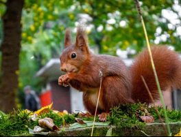 Eurasian Red Squirrel
