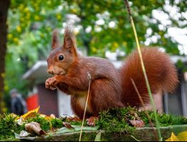 Eurasian Red Squirrel