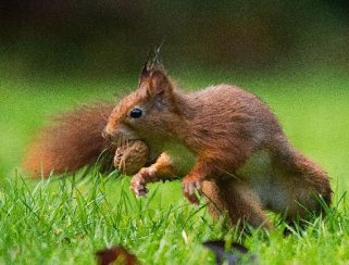 Eurasian Red Squirrel