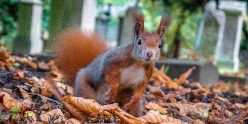 Eurasian Red Squirrel