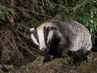 European badger