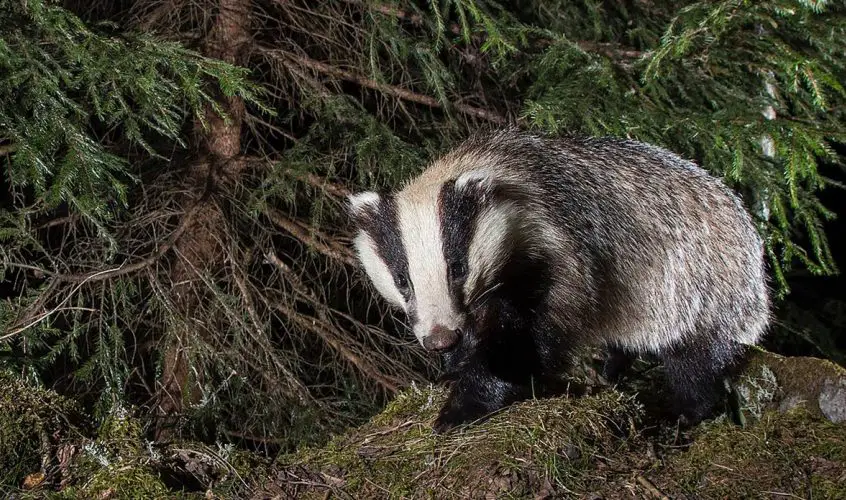 European badger