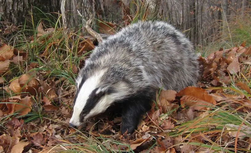 European badger