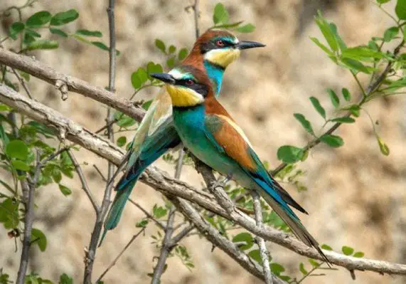 European bee-eater