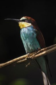 European bee-eater