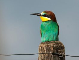 European bee-eater