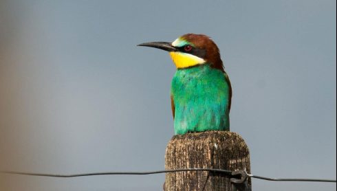 European bee-eater