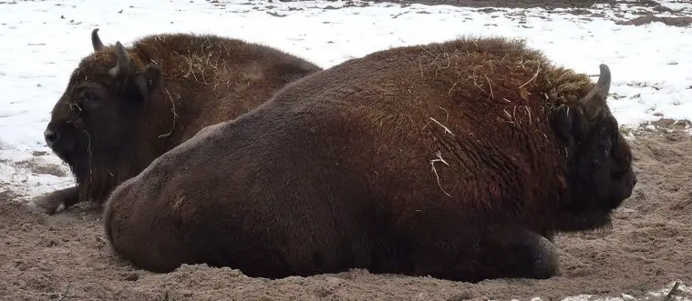European Bison (Bison bonasus)