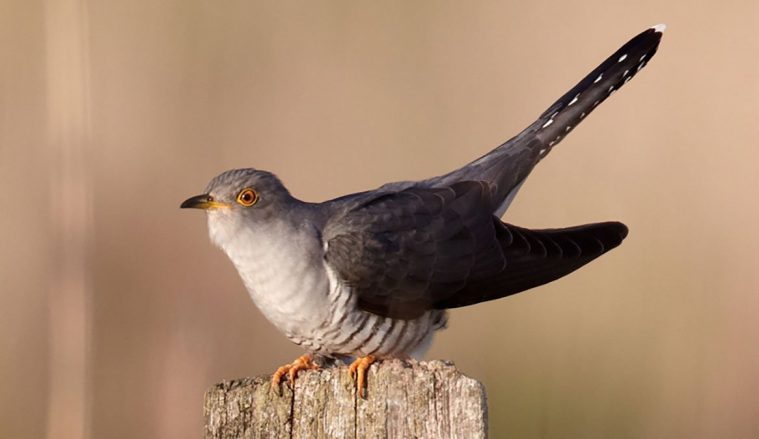 Common Cuckoo (Cuculus canorus)