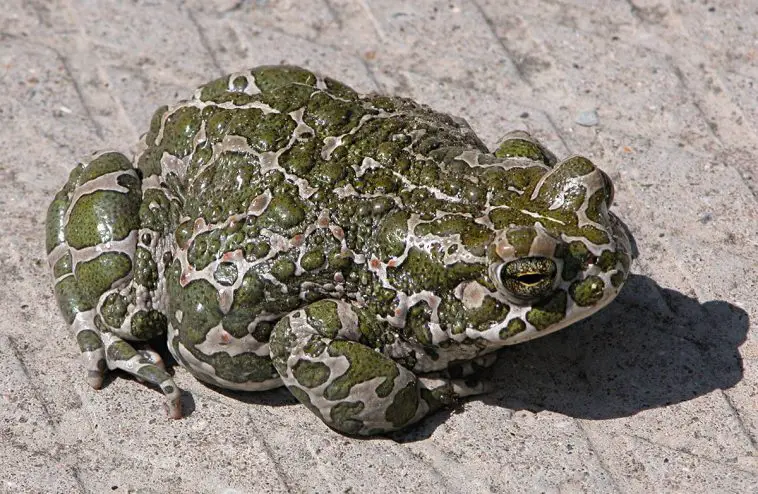 European Green Toad