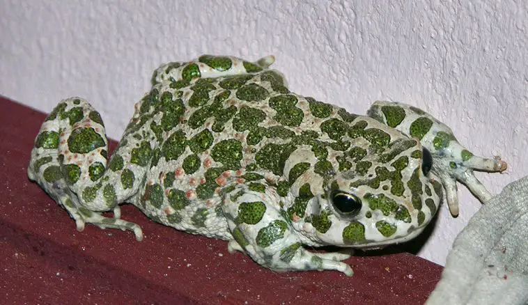 European Green Toad