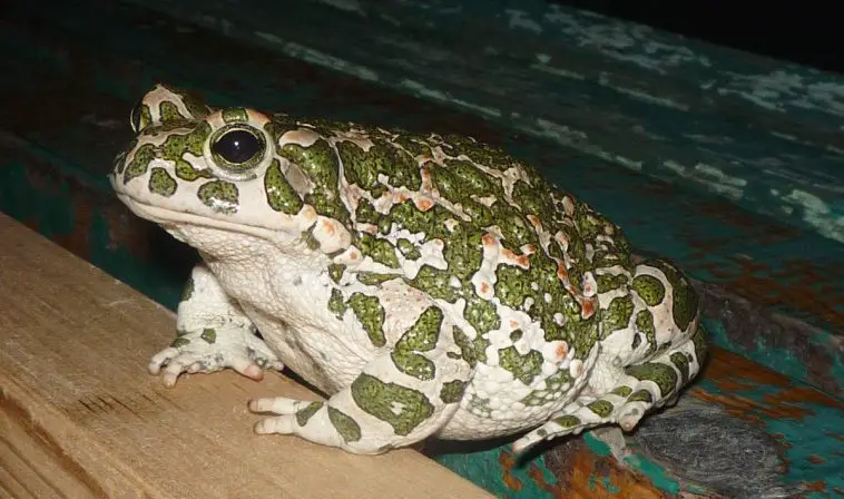 European Green Toad