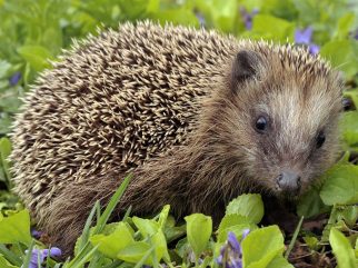 European hedgehog