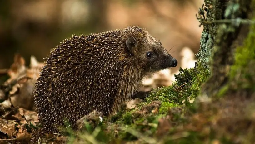 European hedgehog