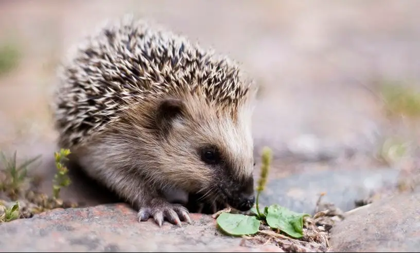 European hedgehog