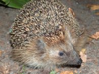 European hedgehog