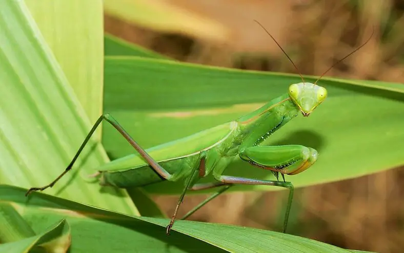 European Mantis