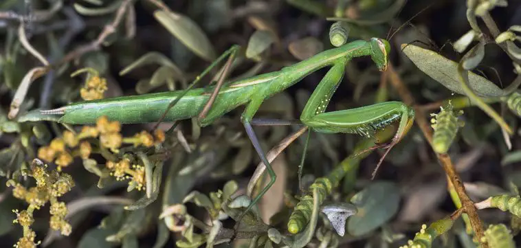 European Mantis