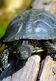 European pond turtle