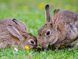 European Rabbit