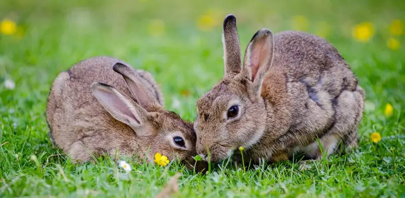European Rabbit
