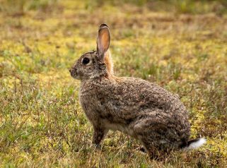 European Rabbit