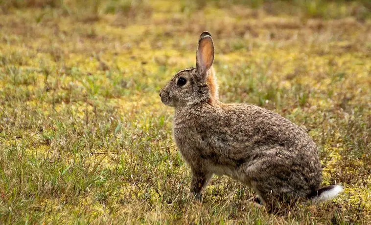 European Rabbit