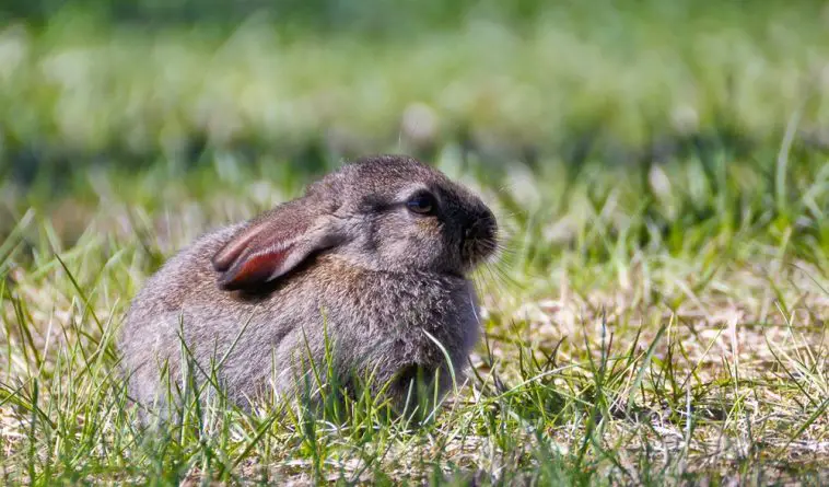 European Rabbit