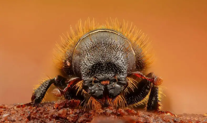 European Spruce Bark Beetle